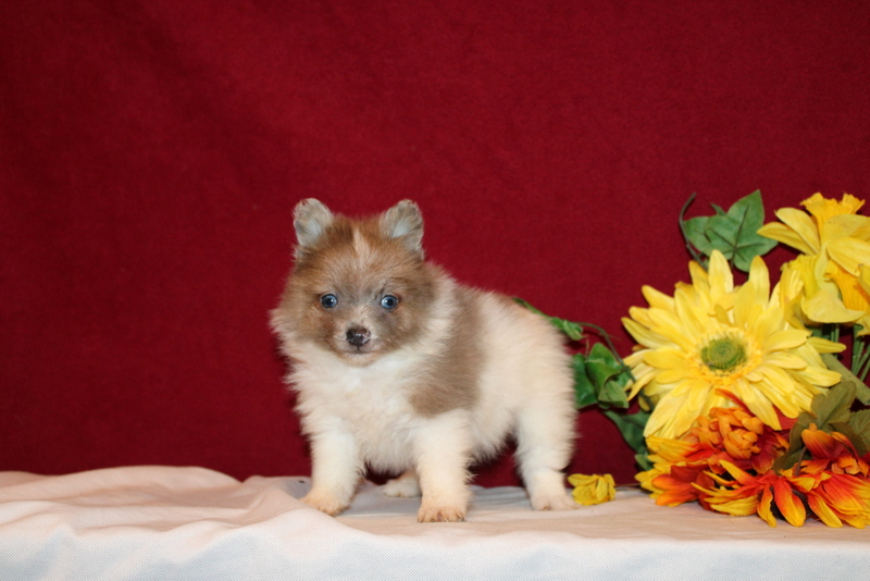 puppy, for, sale, Pomeranian, Matthew B. Stoltzfus, dog, breeder, Gap, PA, dog-breeder, puppy-for-sale, forsale, nearby, find, puppyfind, locator, puppylocator, aca